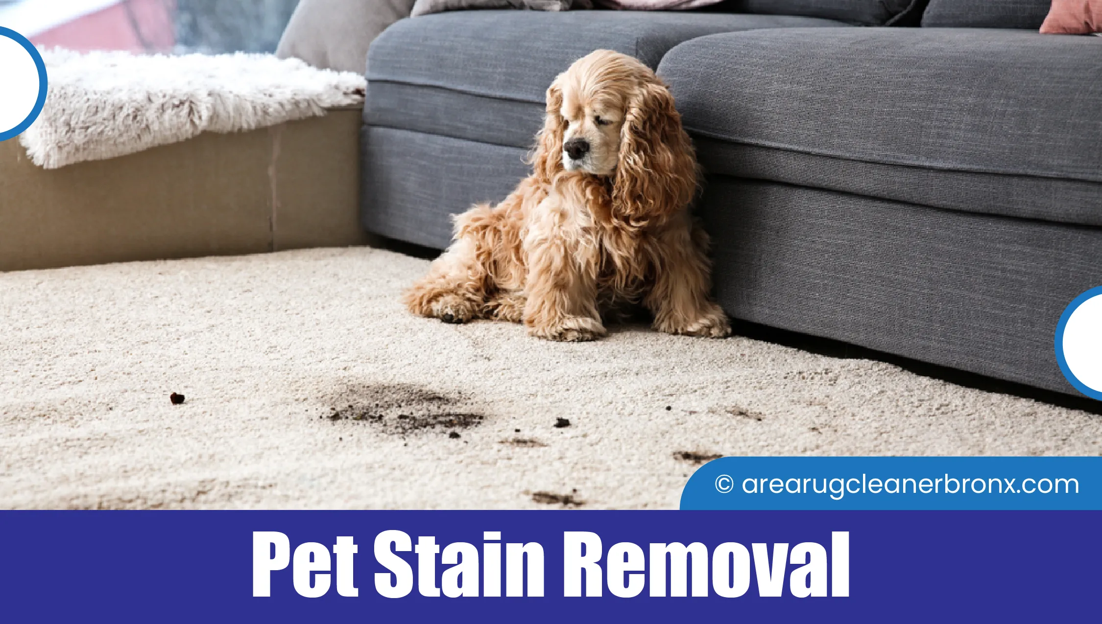 carpet cleaning in bronx, carpet cleaning bronx, carpet cleaners in bronx, carpet cleaners in bronx, commercial carpet cleaning, commercial carpet cleaning in bronx, bronx rug cleaners, rug cleaning services in bronx, same day carpet cleaning, same day rug cleaning in bronx